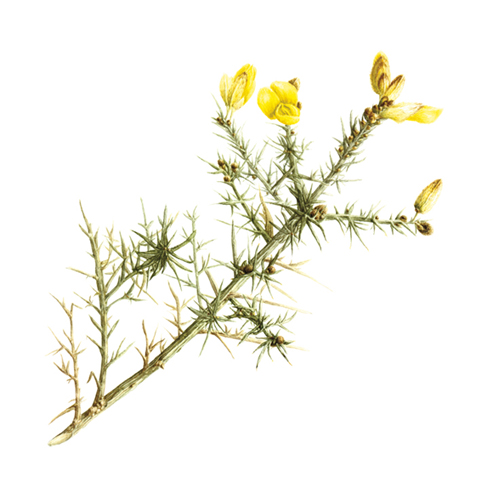 European Gorse by Dominica Williamson