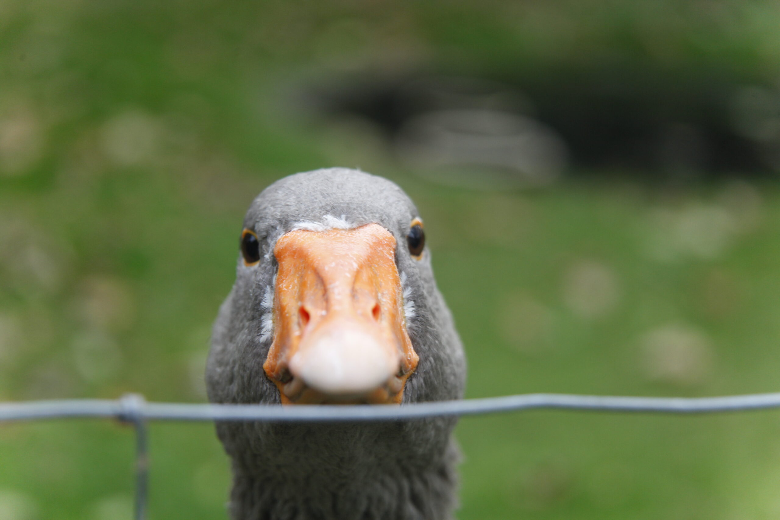 A greylag domestic goose staring back at the person taking the photograph